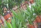 Bungaloraplant-nursery-10.jpg; ?>