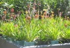 Bungaloraplant-nursery-17.jpg; ?>