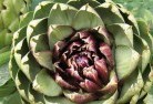 Bungaloraplant-nursery-1.jpg; ?>