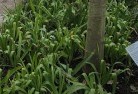 Bungaloraplant-nursery-23.jpg; ?>