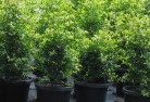 Bungaloraplant-nursery-24.jpg; ?>