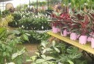 Bungaloraplant-nursery-7.jpg; ?>